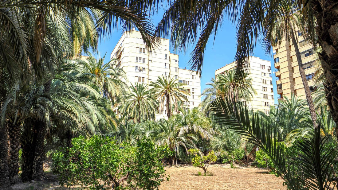 El Palmeral de Alicante: qué ver y cómo organizar tu visita